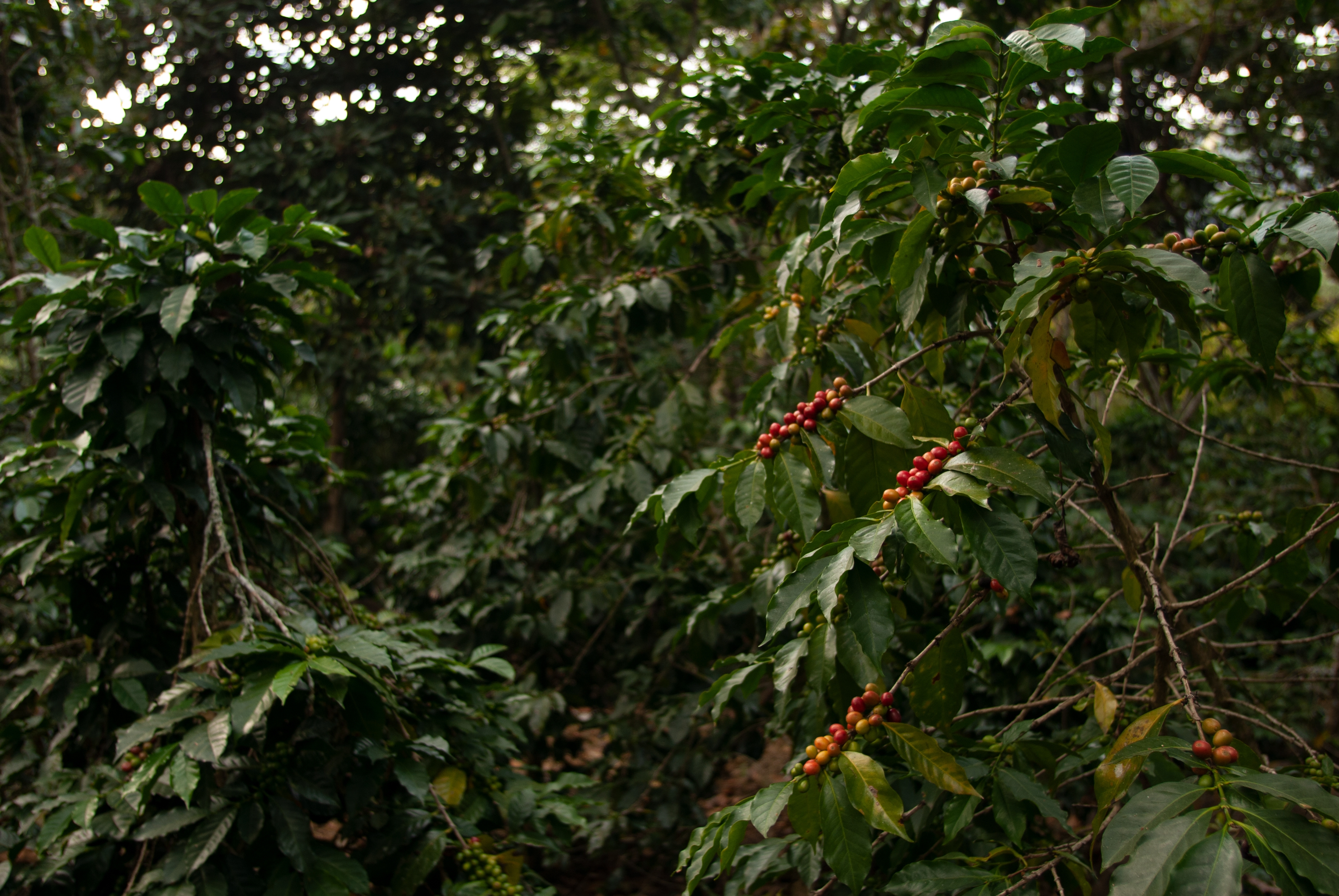 Coffee Harvest Season